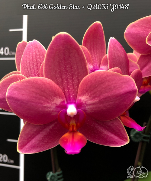 美琪園藝Miki Orchid - 品種詳細頁